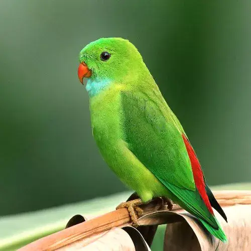 Un lorito de Verapaz, canción guatemalteca