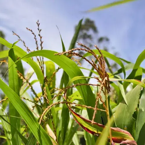 qué son los teocintles en Guatemala