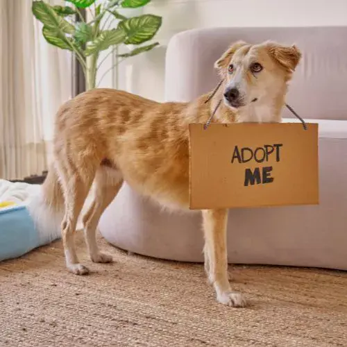 Día de los Perros Adoptados en Guatemala