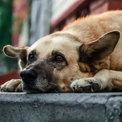donde adoptar perros en Guatemala