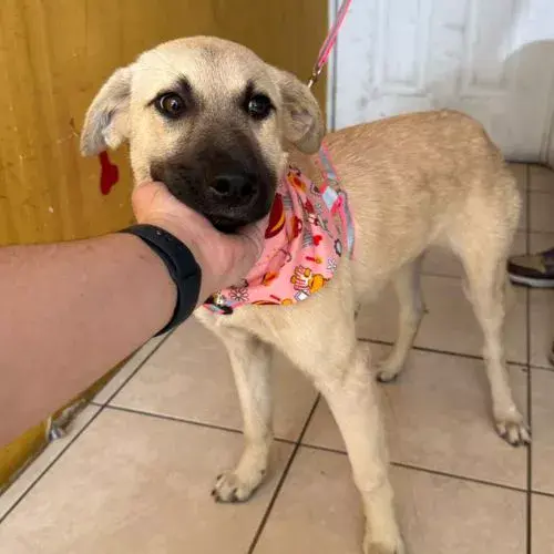 Abrazo Animal fundación para adoptar perros