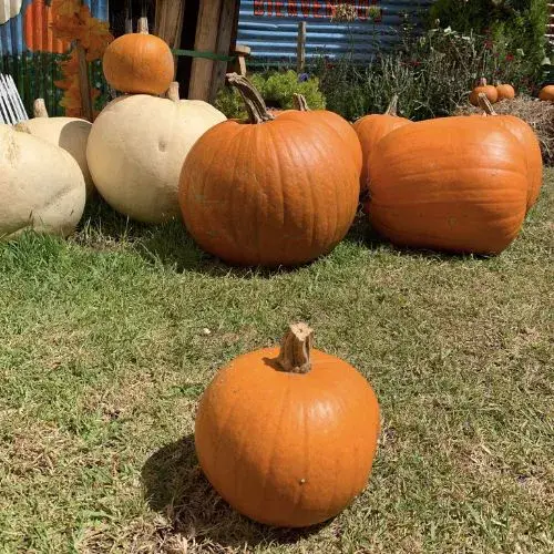 Asi son las calabazas en San Juan Ostuncalco