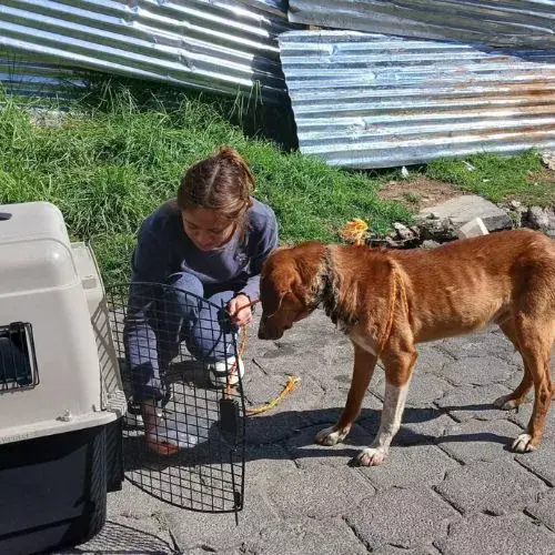 Guau Xela adoptar perros en Quetzaltenango
