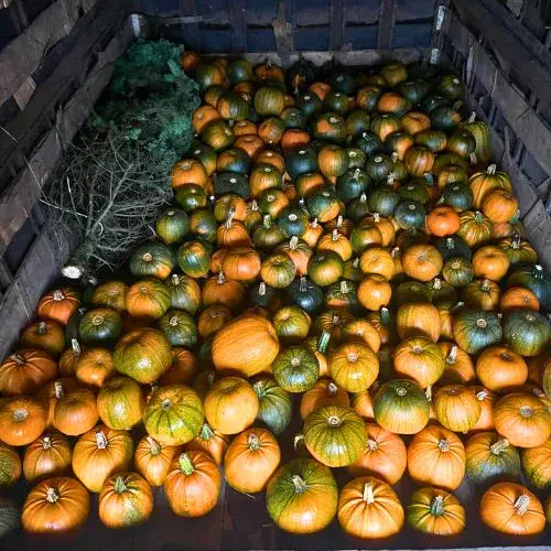 La producción de calabazas en San Juan Ostuncalco