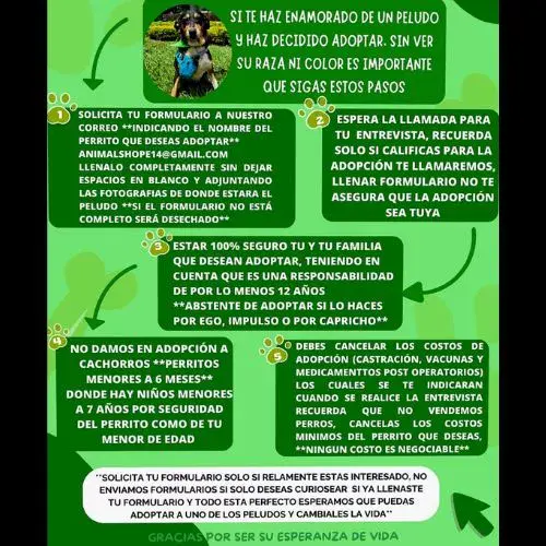 Lugares para adoptar perros en Guatemala