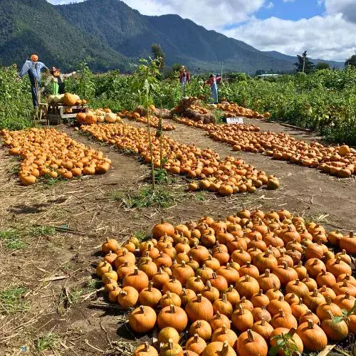 en San Juan Ostuncalco se producen calabazas