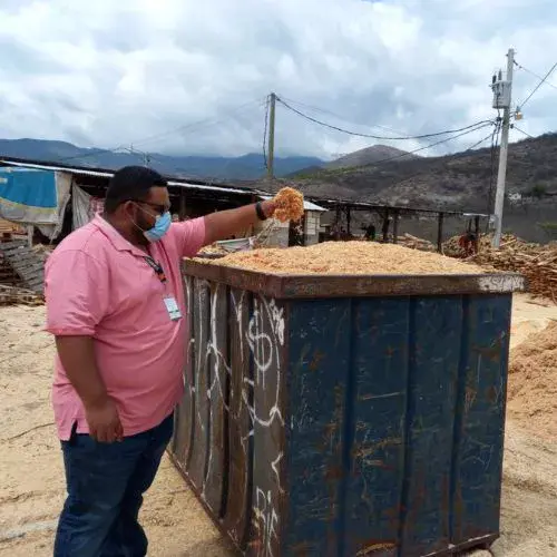 El aserrín en Guatemala Características y principales usos