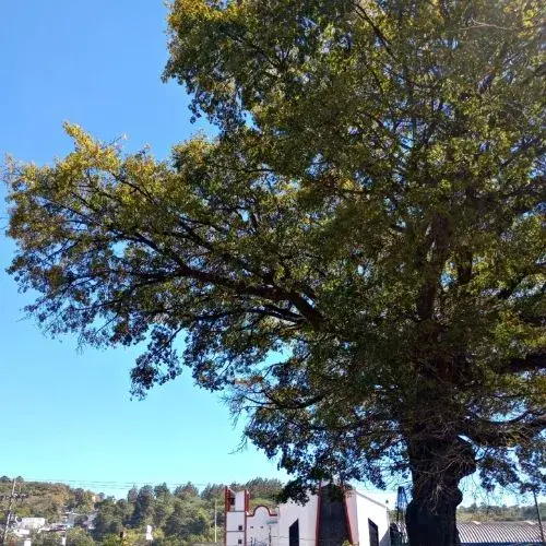 Día de la Ceiba en Guatemala