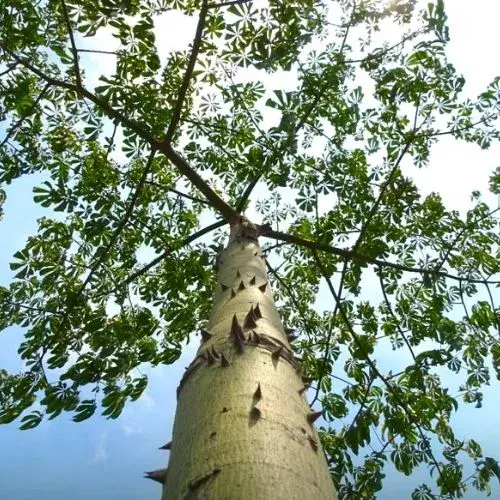 cuándo es el Día de la Ceiba