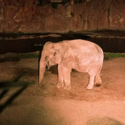 qué son las noches de luna en el zoológico