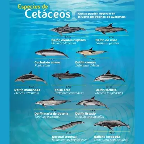 tipos de cetáceos en Guatemala