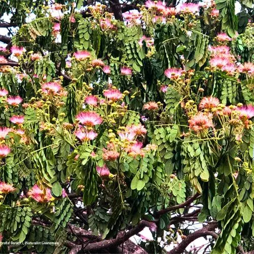 Árbol de Cenícero en Guatemala