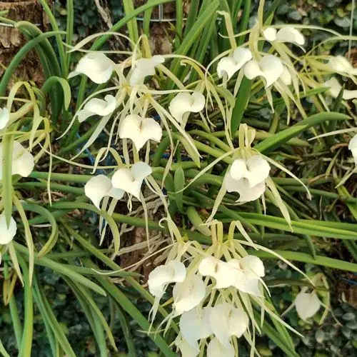 Brassavola_Nodosa