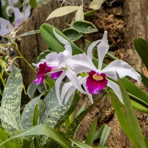 Cattleya_purpurata