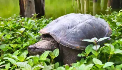 Día de las tortugas en Guatemala