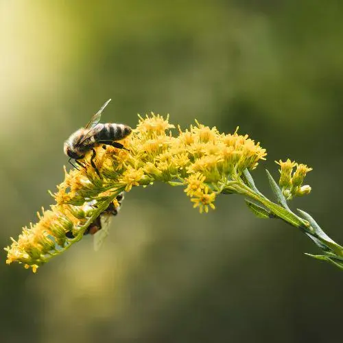 Día de las Abejas en Guatemala