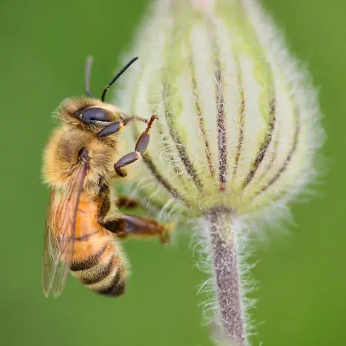 Día de las Abejas