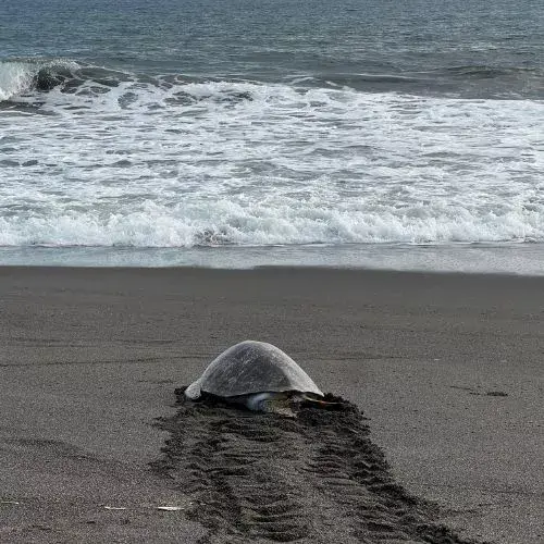 Día de las tortugas en Guatemala