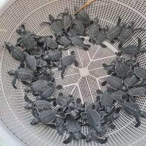 La tortuga negra del pacífico en Guatemala