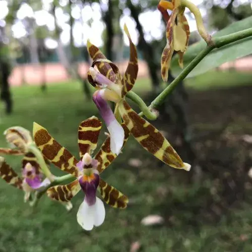 Orquídeas de Guatemala