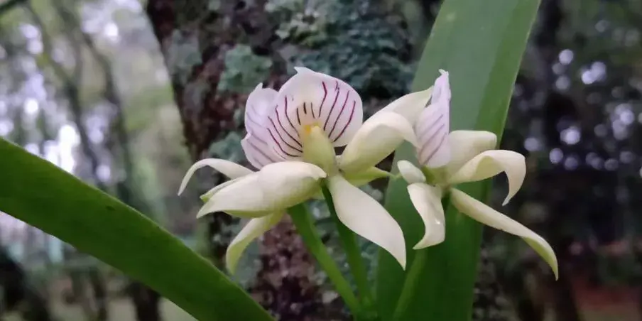 Prosthechea_madrensis