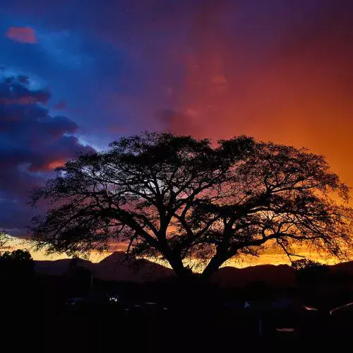 árbol de conacaste