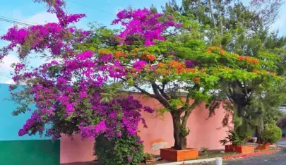 25 Tipos de árboles que hay en Guatemala