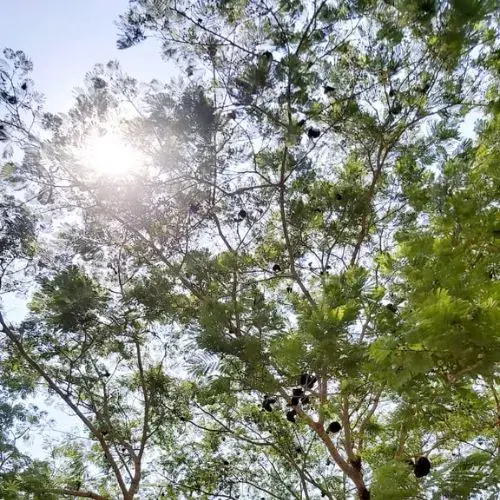 características del árbol de conacaste