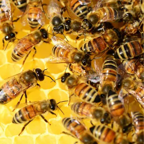 cuando es el día de la abeja