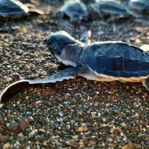 datos sobre la tortuga negra en Guatemala