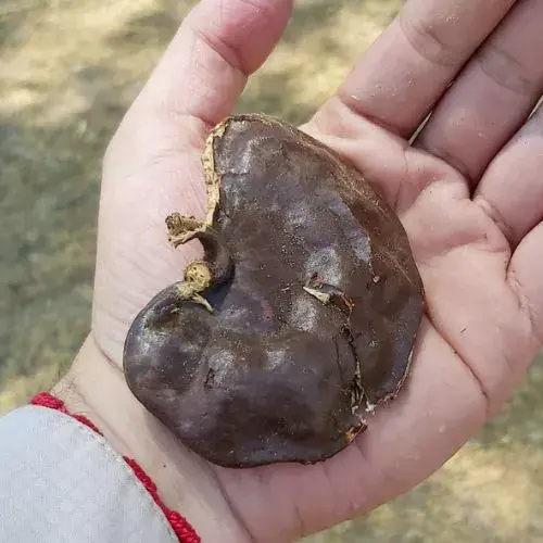 el árbol de conacaste y sus propiedades