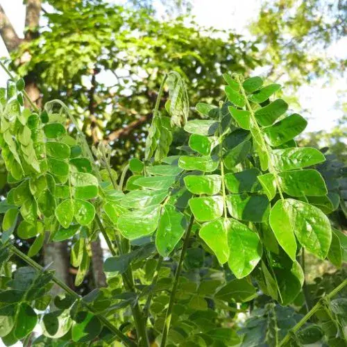 el cenícero en Guatemala