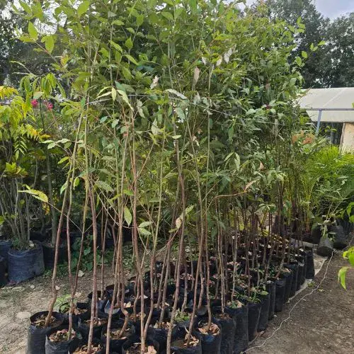 especies de árboles poco conocidas en Guatemala