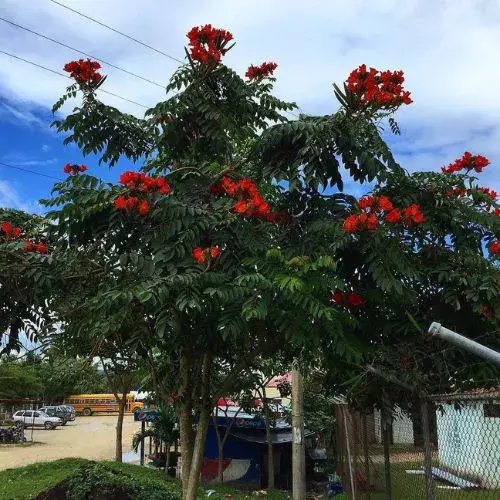 especies de árboles que hay en Guatemala