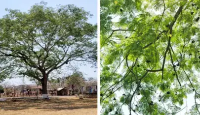Árbol de Conacaste en Guatemala