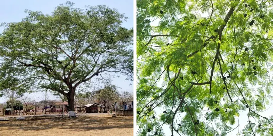 qué es el árbol de conacaste