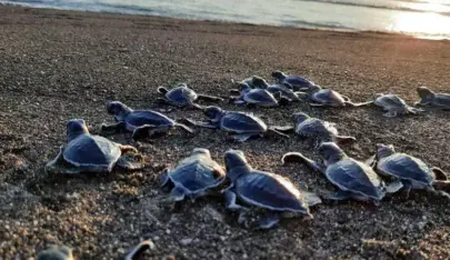 La tortuga negra del pacífico en Guatemala